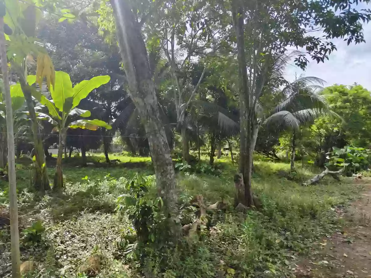 For Sale: Calinan (Pob.) Residential Lot in Davao City — Near School — Residential Lot in Calinan (Pob.), Davao City, Davao del Sur — Photo 3