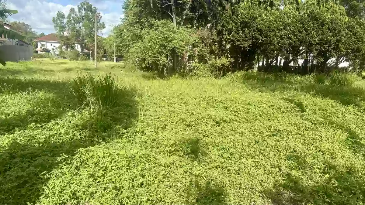 For Sale: Residential Lot in Panipuan, Mexico, Pampanga — 336 sqm — Residential Lot in Panipuan, Mexico, Pampanga — Photo 5