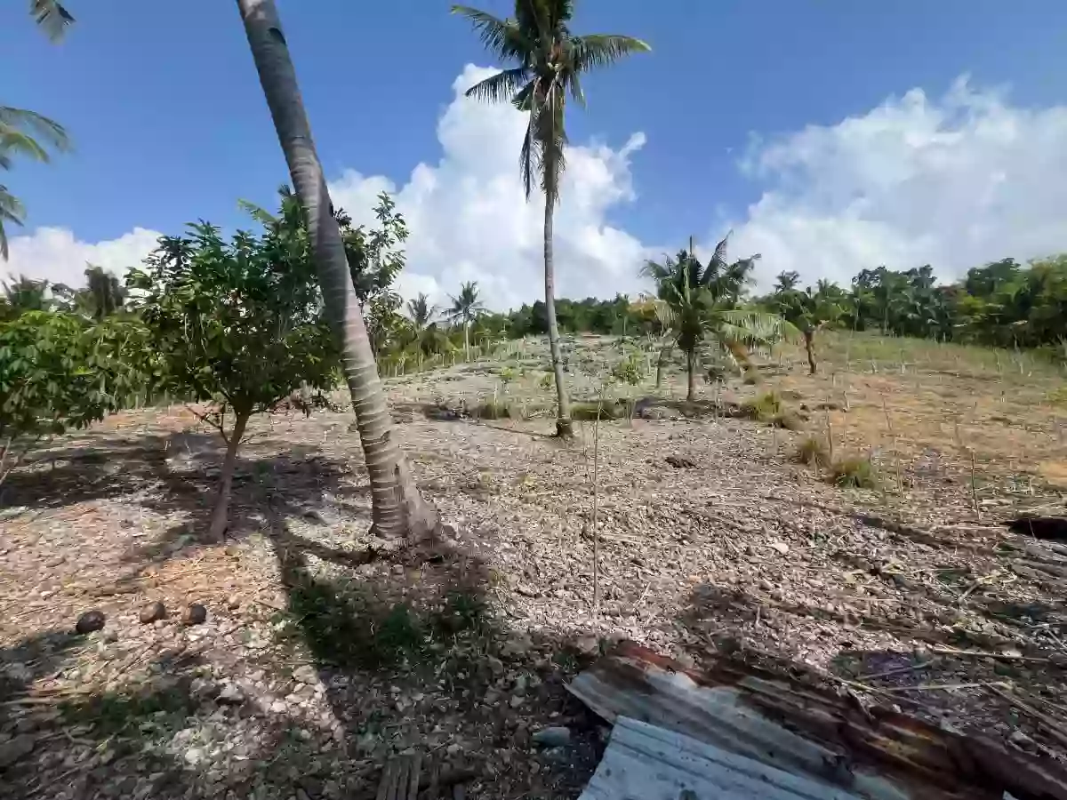 Lot in Poblacion Oslob — Agricultural Lot in Oslob, Cebu, 6025 — Photo 6