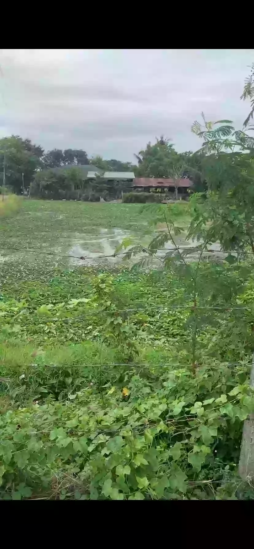 Rush Sale: Agricultural Lot in Bintog, Plaridel — 1000 sqm — Agricultural Lot in Plaridel, Bulacan, 3004 — Photo 4