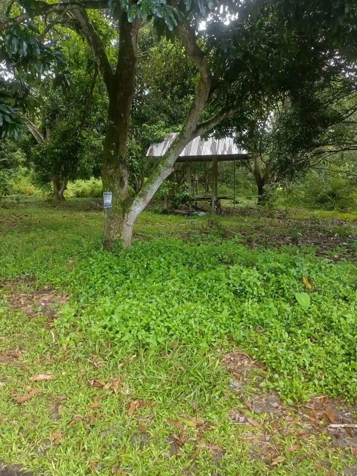 For Sale: Residential Lot in Balayagmanok, Bacung — 10957 sqm