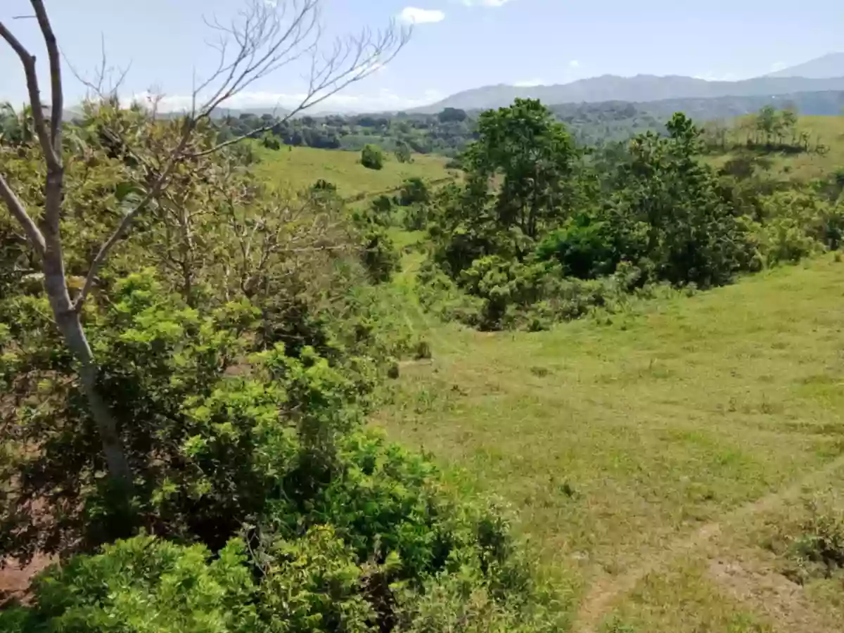 Agricultural Land For Sale!! — Agricultural Lot in Libuna, Bukidnon, 8706 — Photo 2