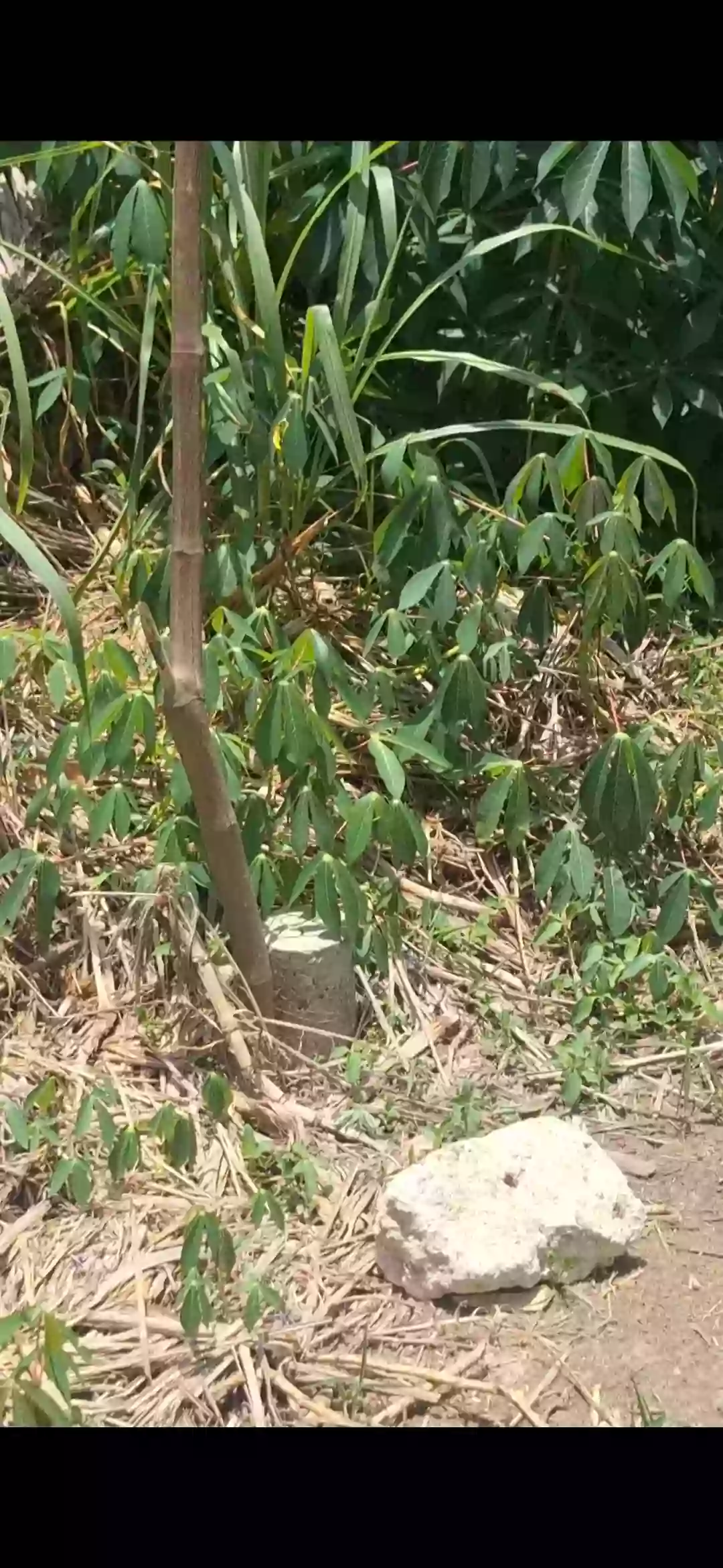 For Sale: Residential Lot in Poblacion, Kidapawan City — Investment Lot — Residential Lot in Poblacion, Kidapawan City, Cotabato — Photo 5