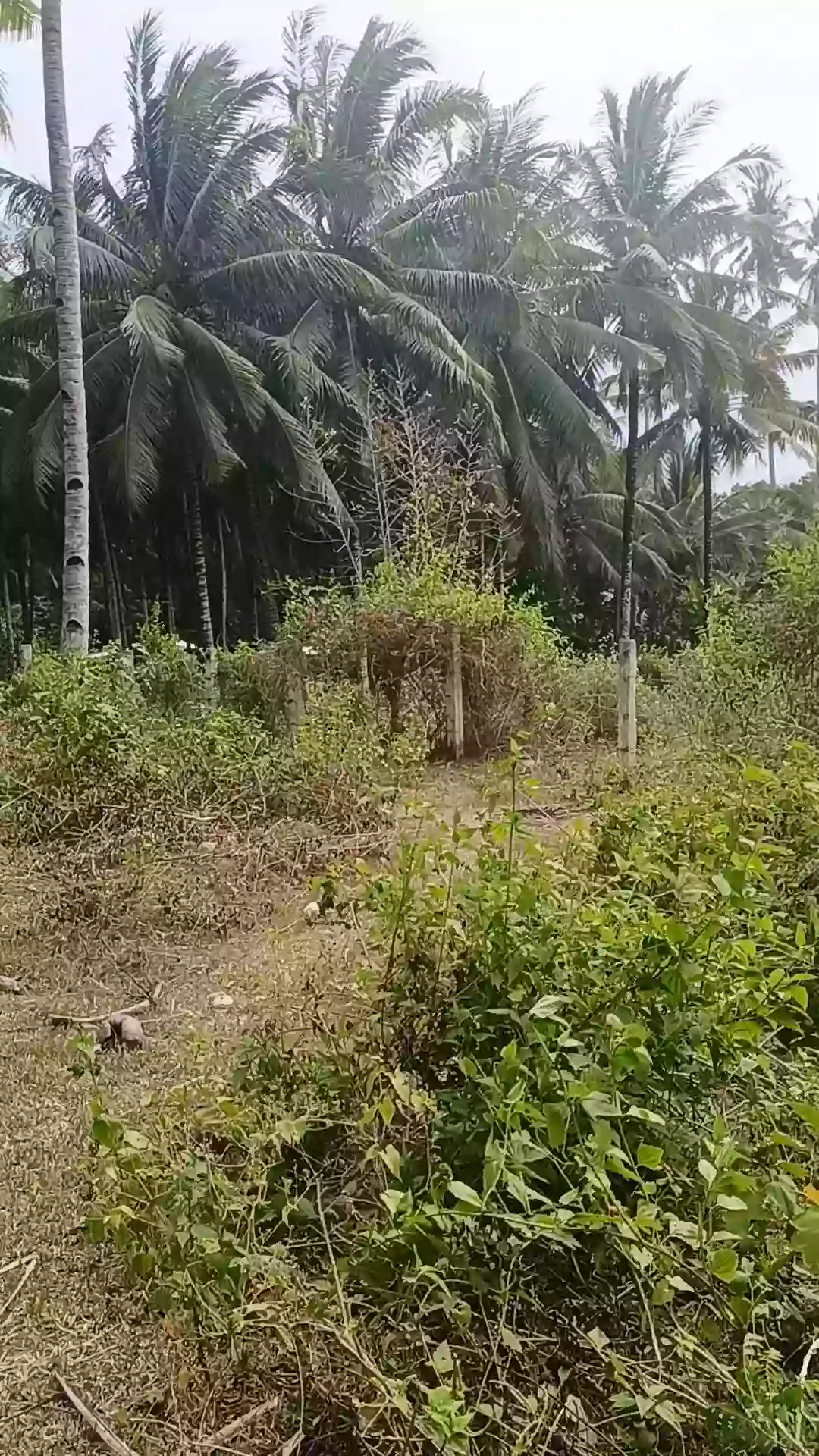 Open photo 12 of 21 — For Sale Commercial Lot in Matiao, Mati City — 7,329 sqm
