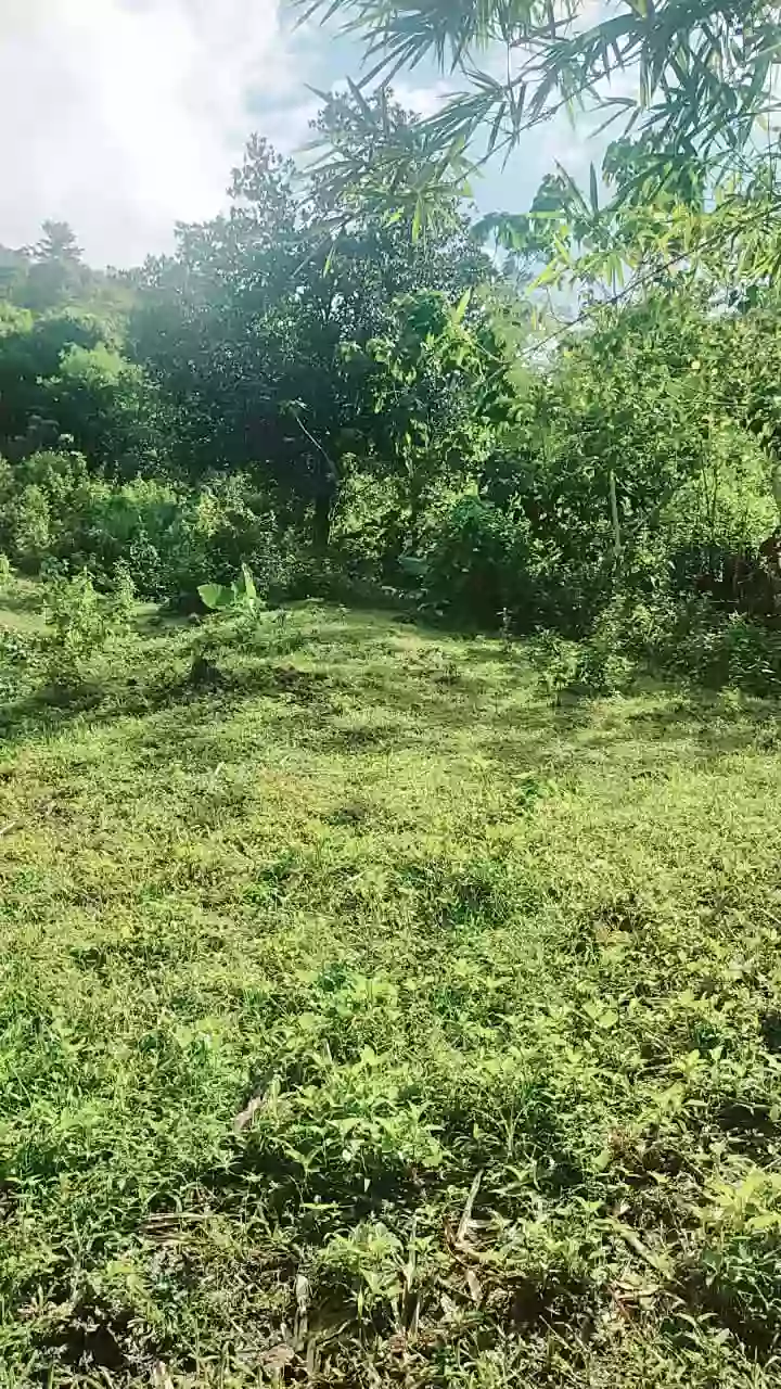 Open photo 12 of 13 — For Sale: Agricultural Lot in Bacungan, Puerto Princesa City — 45000 sqm