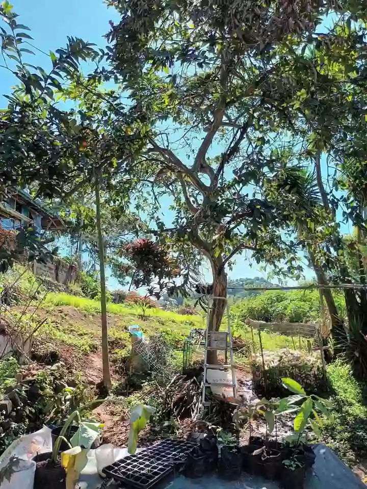 For Lease: Commercial Lot in Camp 7, Baguio City — 500 sqm — Commercial Lot in Baguio City, Benguet, 2600 — Photo 2