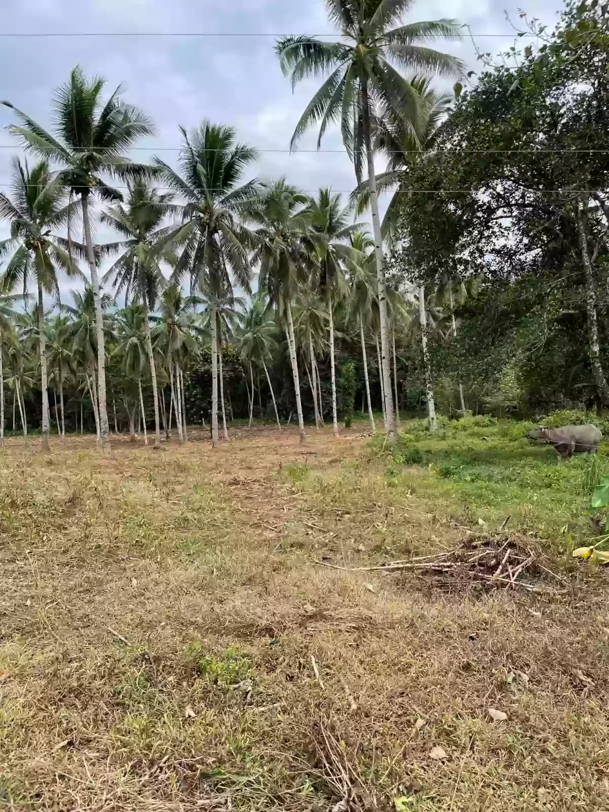 TIGNAPOLOAN FARM FOR SALE — Agricultural Lot in Cagayan de Oro City, Misamis Oriental, 9000 — Photo 4