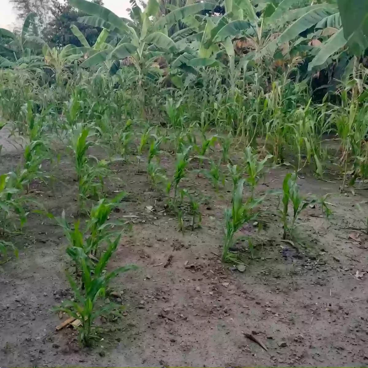 For Sale: Residential Lot in San Isidro, General Santos City — 1000 sqm — Residential Lot in General Santos City, South Cotabato, 9500 — Photo 2