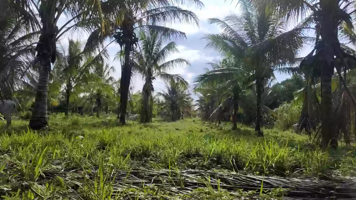 For Sale: Agricultural Lot in Silway 7, Polomolok — 10000 sqm
