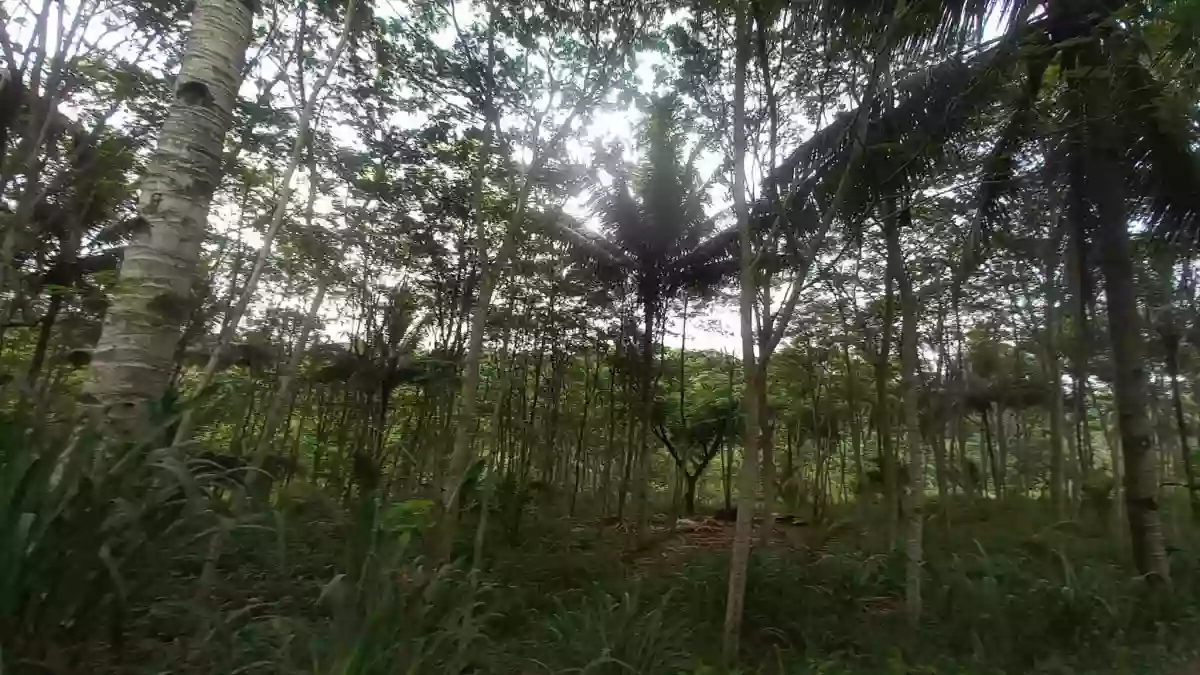 For Sale: 30000 sqm Agricultural Lot in Sinawal, General Santos City with Falcata Trees — Agricultural Lot in General Santos City, South Cotabato, 9500 — Photo 3