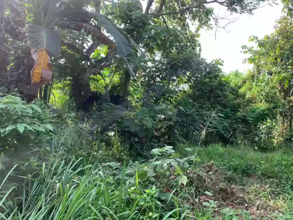 For Sale: Residential Lot in Catalunan Grande, Davao City — 532 sqm — Residential Lot in Catalunan Grande, Davao City, Davao del Sur — Photo 5