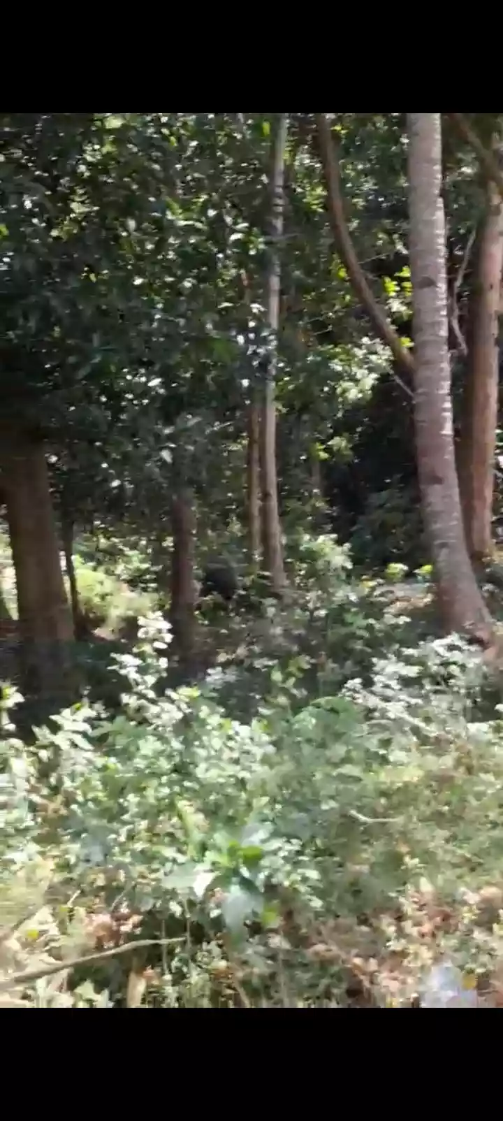 For Sale: Residential Lot in Poblacion II, Dauin, Negros Oriental — 4000 sqm — Residential Lot in Poblacion II, Dauin, Negros Oriental — Photo 6