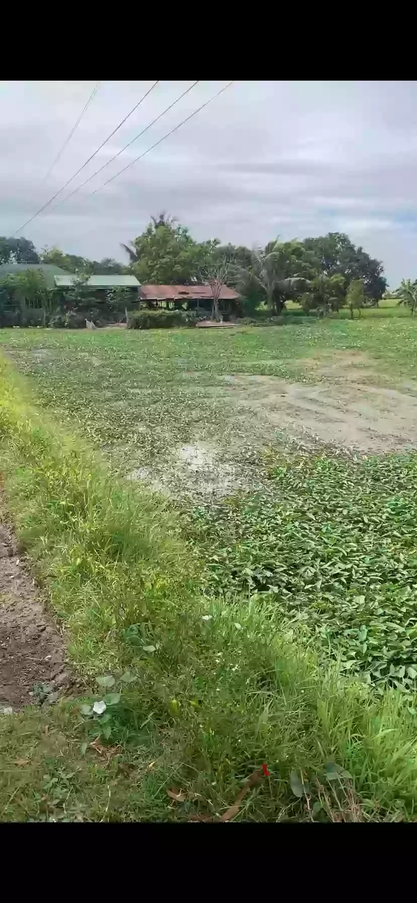 Rush Sale: Agricultural Lot in Bintog, Plaridel — 1000 sqm — Agricultural Lot in Plaridel, Bulacan, 3004 — Photo 5