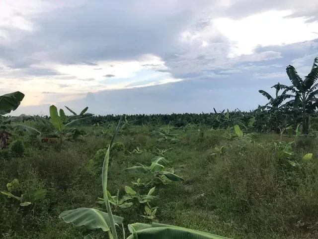 For Sale: Residential Lot in Osmeña, Compostela — 5001 sqm