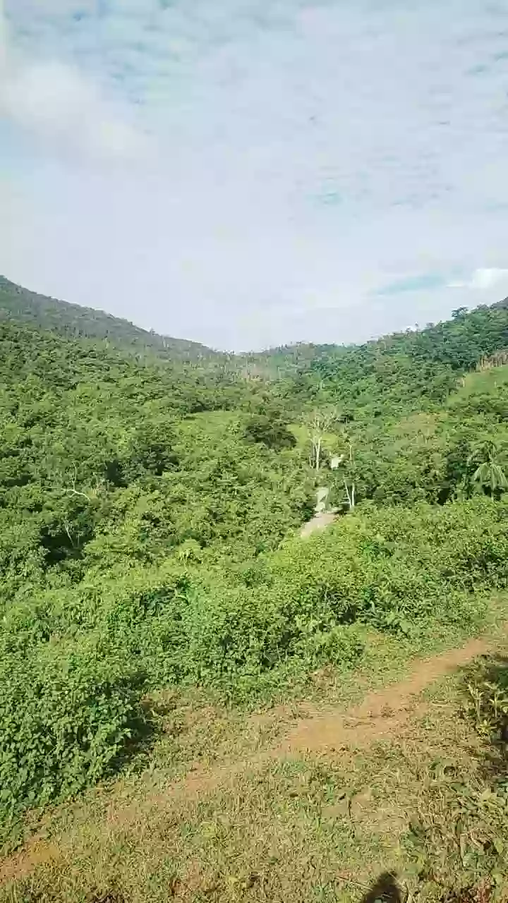 For Sale: Agricultural Lot in Bacungan, Puerto Princesa City — 45000 sqm — Agricultural Lot in Bacungan, Puerto Princesa City, Palawan — Photo 4