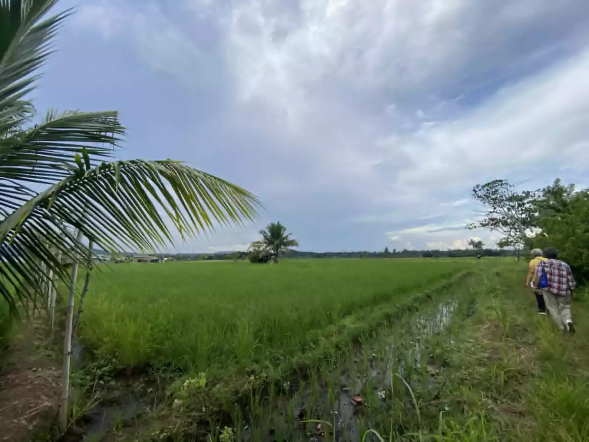 For Sale: Agricultural Lot in Calinan (Pob.), Davao City — 17000 sqm — Agricultural Lot in Calinan (Pob.), Davao City, Davao del Sur — Photo 4