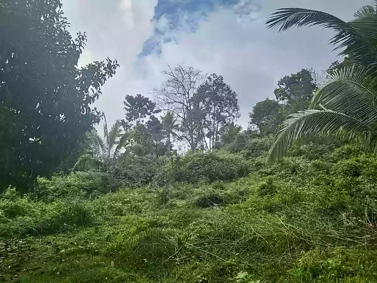 Agricultural Land For Sale — Agricultural Lot in Linamon, Lanao del Norte, 9201 — Photo 5