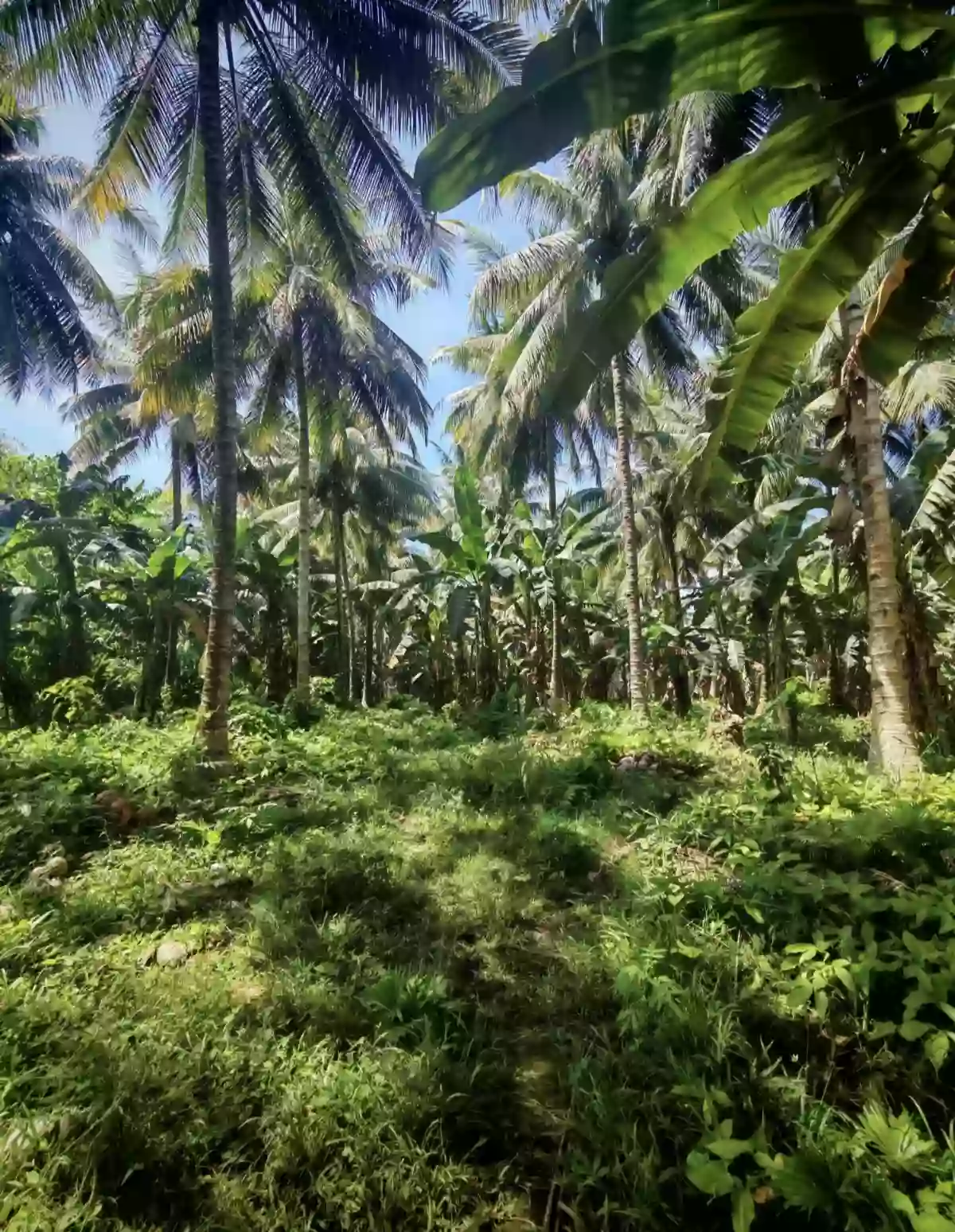 For Sale: Agricultural Lot in Mabini, Koronadal — 18000 sqm — Agricultural Lot in Mabini, Koronadal, South Cotabato — Photo 7