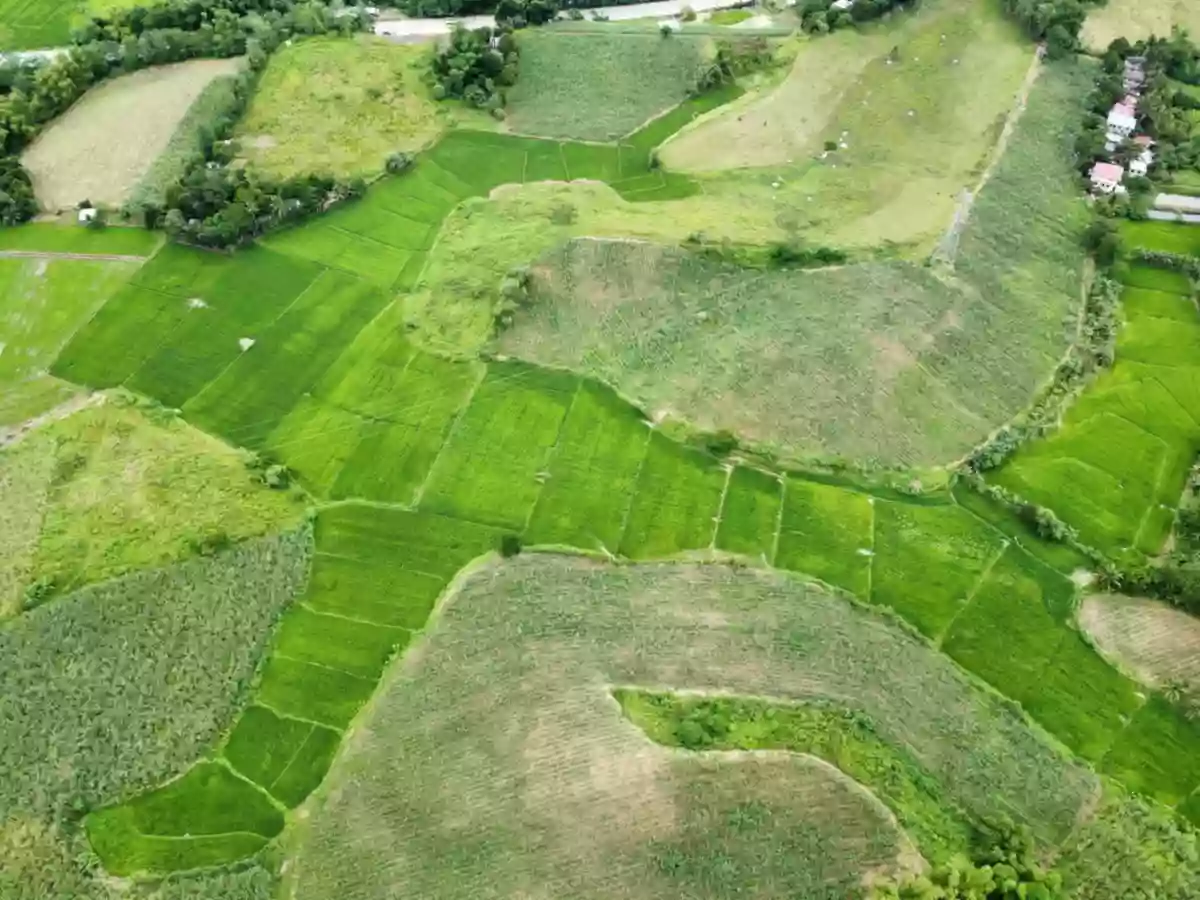 43,793 SQM Agricultural Lot For Sale Near Passi City | Along Road in Dueñas, Iloilo — Agricultural Lot in Duenas, Iloilo, 5038 — Photo 3