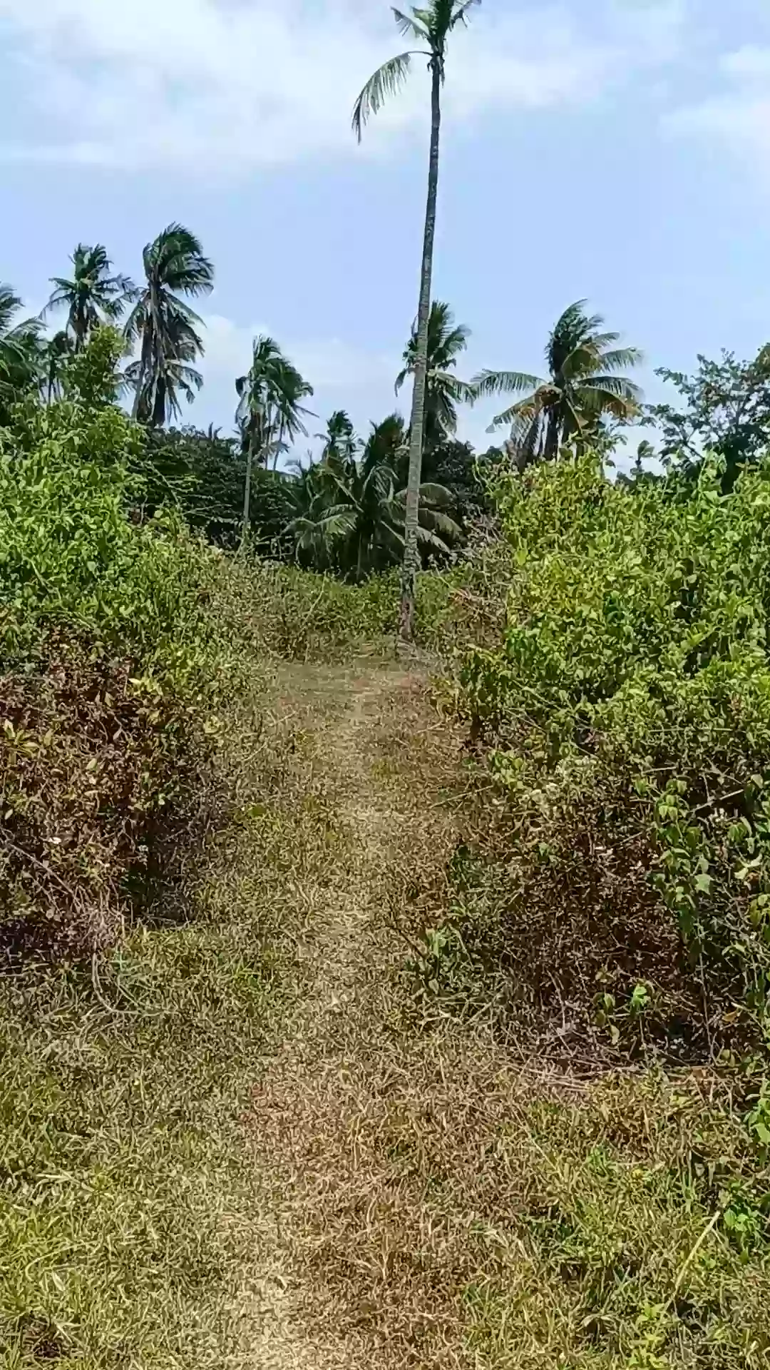 Open photo 12 of 13 — For Sale: Agricultural Lot in Pamuanon, Matiao, Mati City — 89,678 sqm