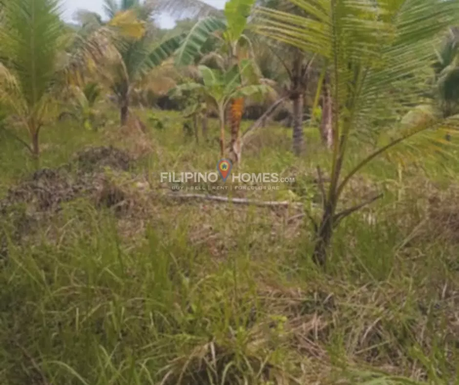 For Sale: Agricultural Lot in Kimarayang, Pigkawayan — 13112 sqm — Agricultural Lot in Kimarayang, Pigkawayan, Cotabato — Photo 2