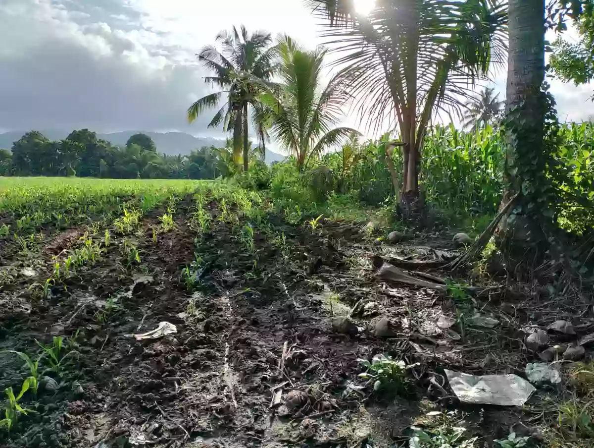 For Sale: 10400 sqm Agricultural Lot in Rubber, Polomolok — Agricultural Lot in Polomolok, South Cotabato, 9504 — Photo 2