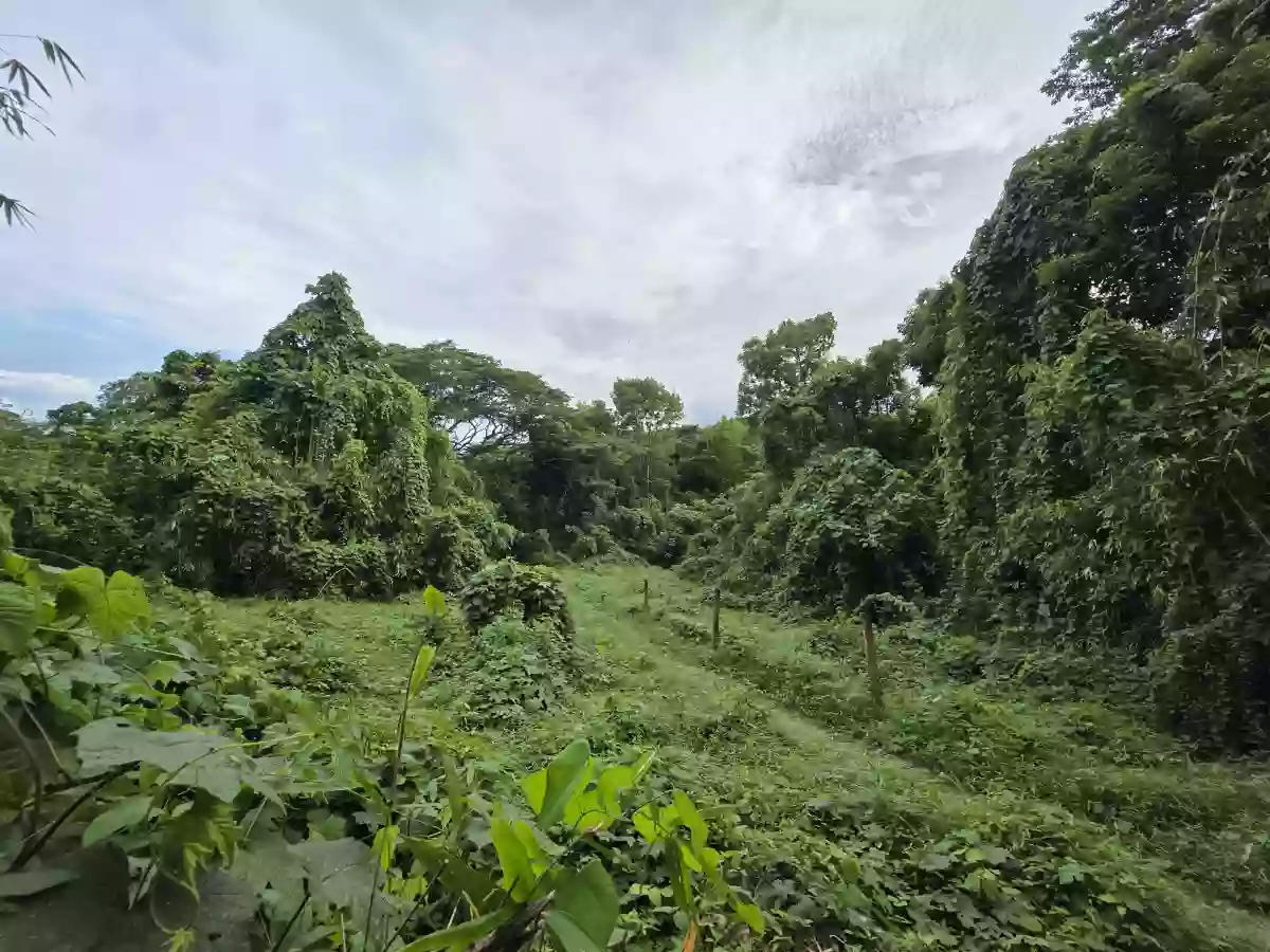 Own a place where nature's beauty becomes part of your everyday LIFE — Agricultural Lot in Irawan, Puerto Princesa City, Palawan — Photo 4