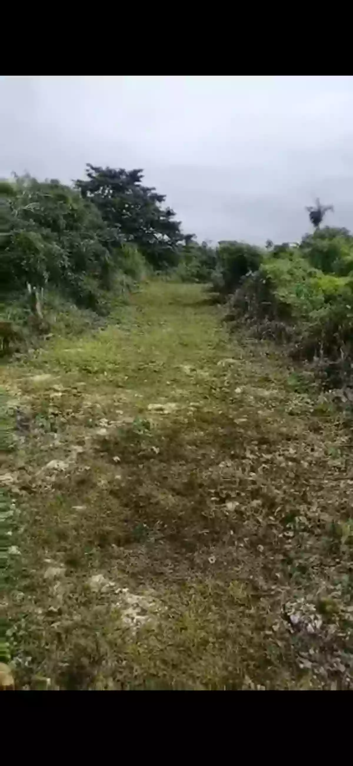 For Sale 2,000sqm Overlooking Agricultural Lot in Mercedes, Poro, Camotes — Agricultural Lot in Poro, Cebu, 6049 — Photo 4