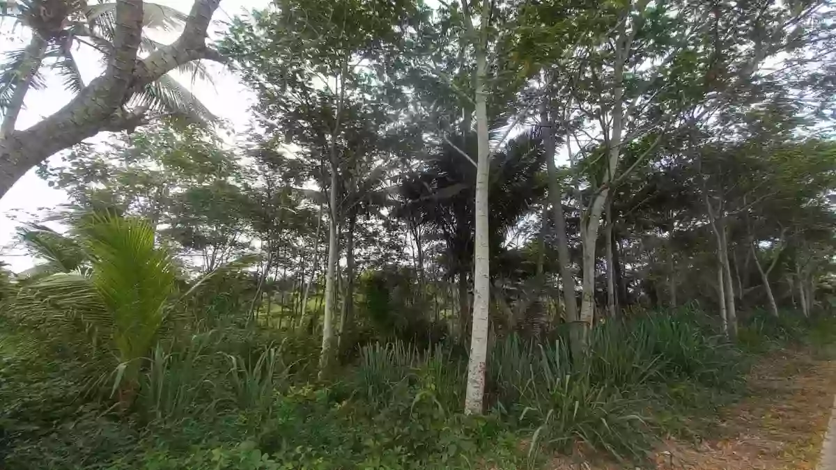 For Sale: 30000 sqm Agricultural Lot in Sinawal, General Santos City with Falcata Trees — Agricultural Lot in General Santos City, South Cotabato, 9500 — Photo 5