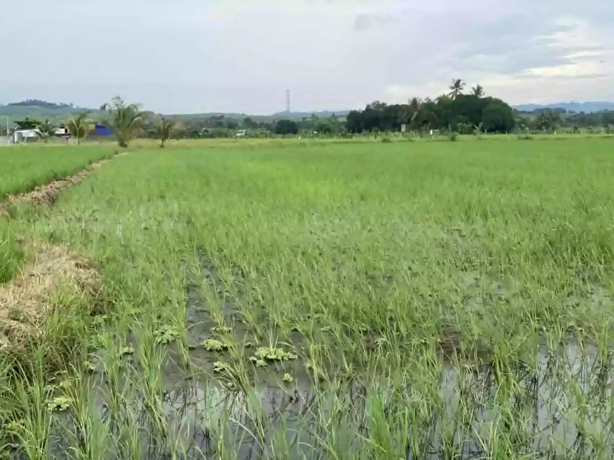 For Sale: Agricultural Lot in Calinan (Pob.), Davao City — 17000 sqm — Agricultural Lot in Calinan (Pob.), Davao City, Davao del Sur — Photo 6