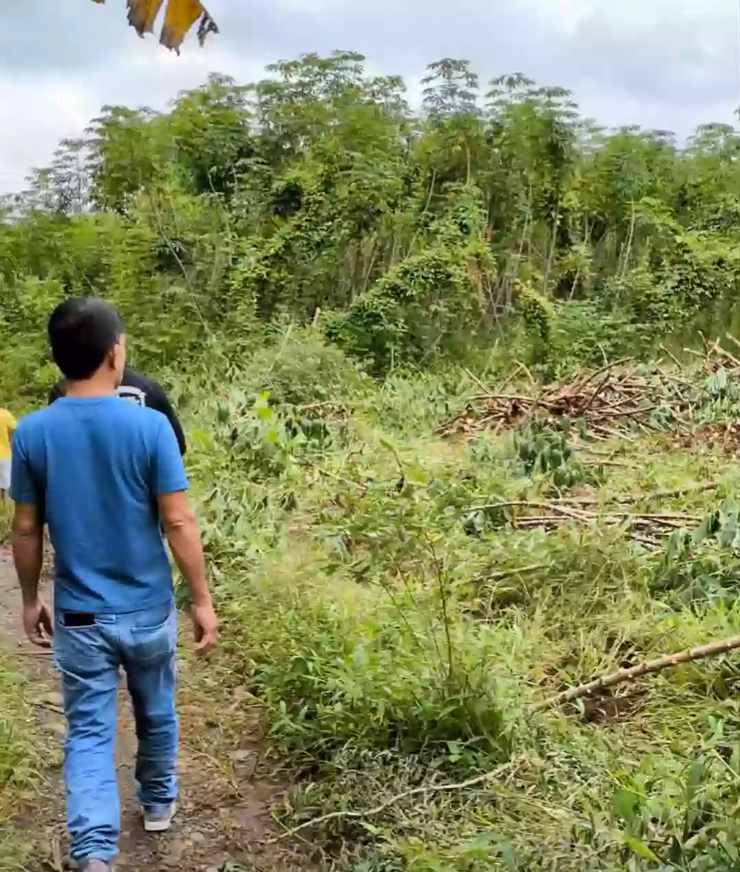 For Sale: Agricultural Lot in Wines, Davao City — 4,100 sqm