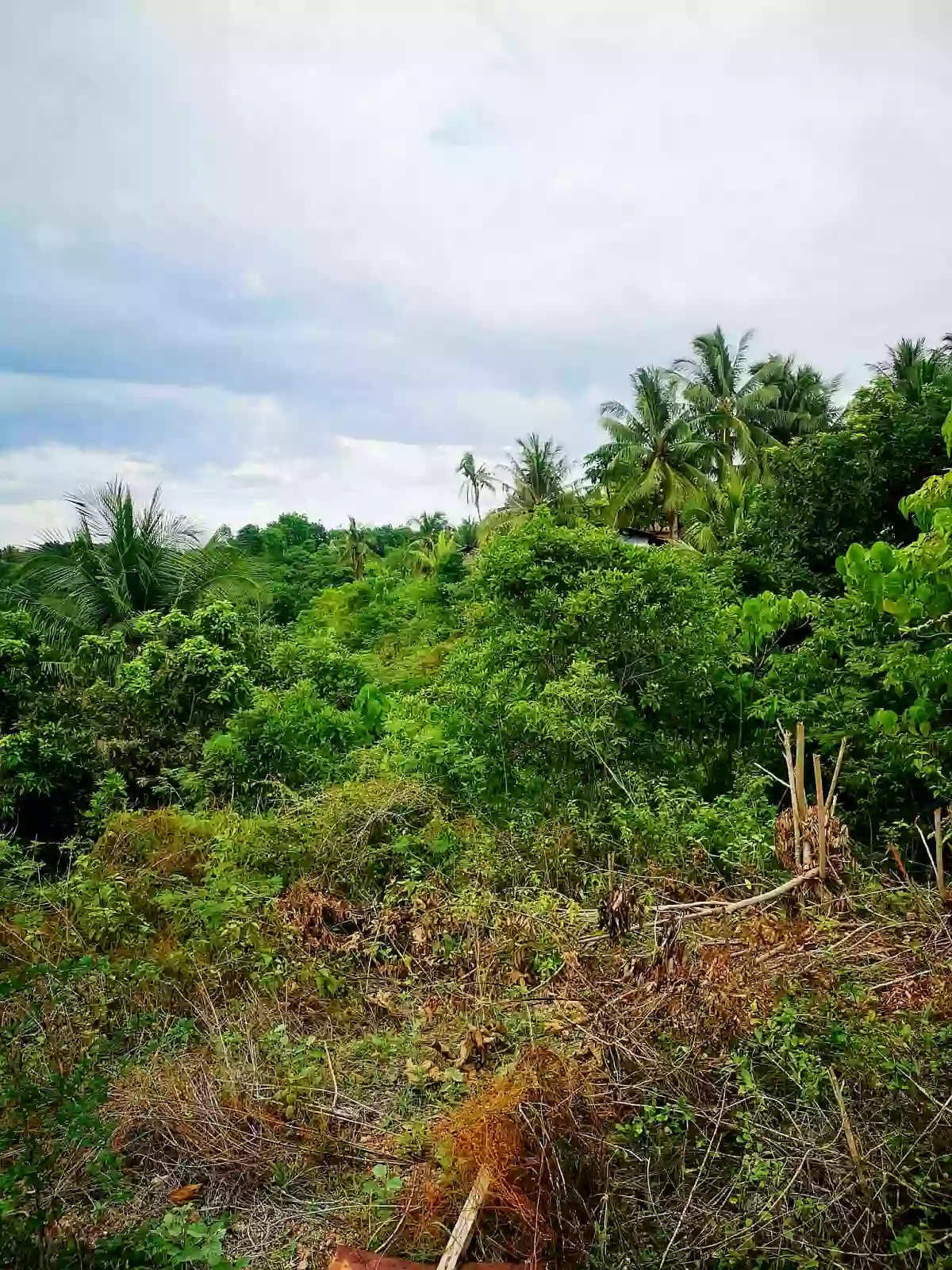 16730 sqm Agricultural Lot for Sale Near Divine Mercy Shrine, El Salvador — Agricultural Lot in El Salvador, Misamis Oriental, 9017 — Photo 2