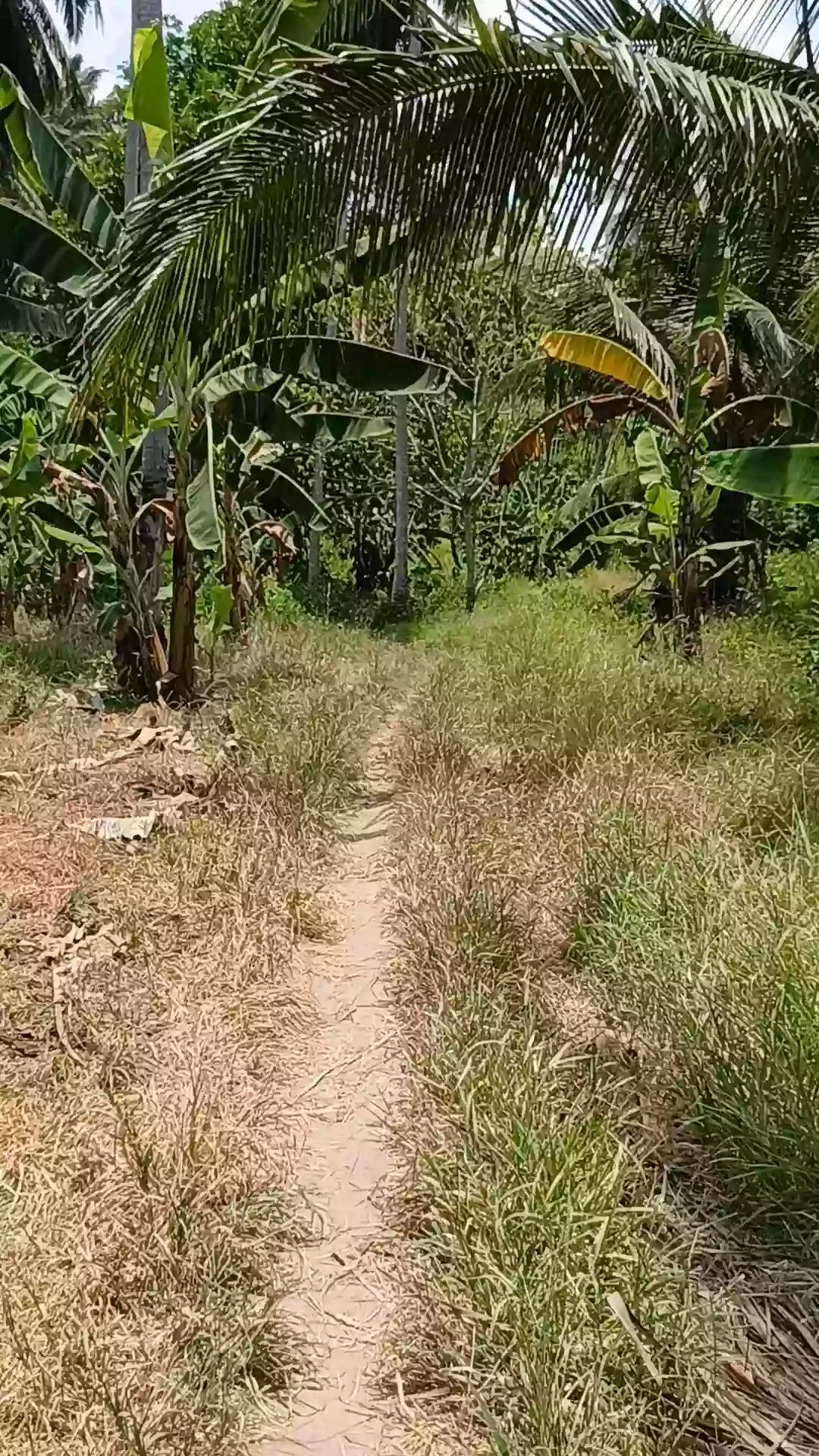 For Sale: Agricultural Lot in Tuatua, Matiao, Mati City — 60,316 sqm — Agricultural Lot in Matiao, Mati, Davao Oriental — Photo 6