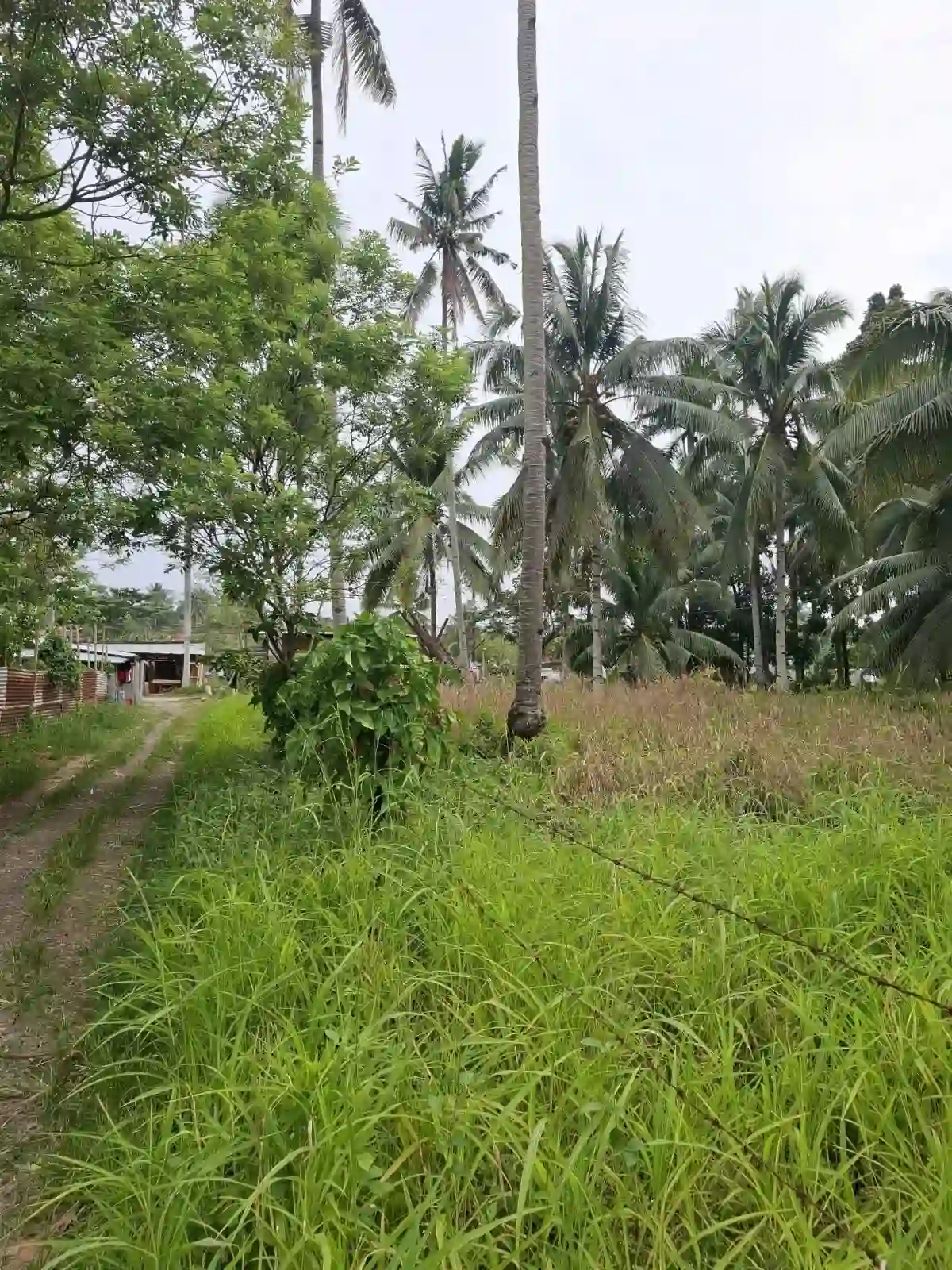 π‘ LOT FOR SALE β SAN MIGUEL, TAGUM CITY β Agricultural Lot in Tagum City, Davao del Norte, 8100 β Photo 2