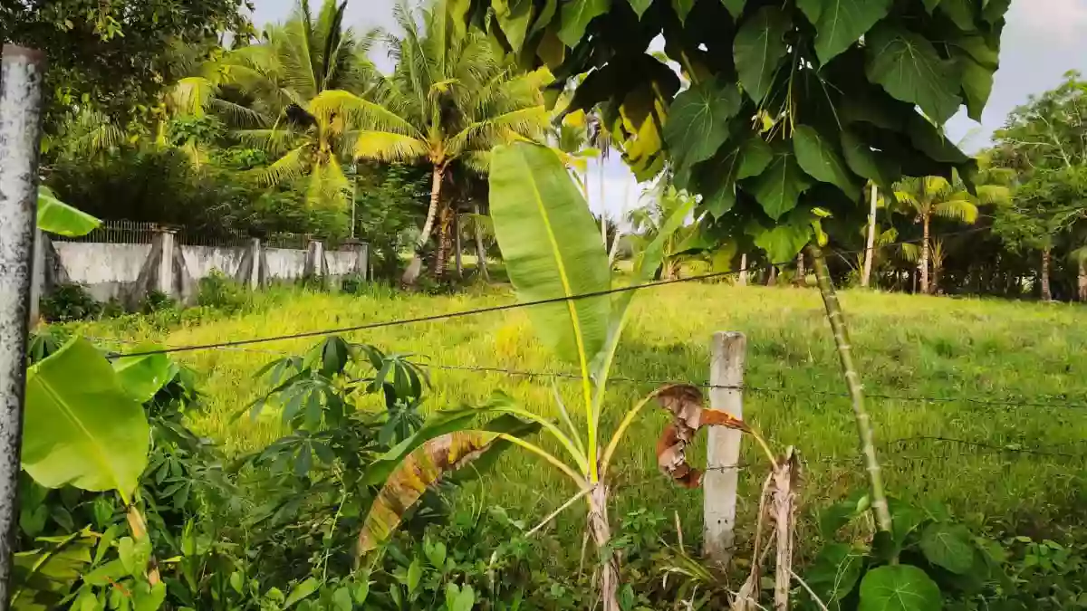 Rush Sale: Agricultural Lot in Abilan, Buenavista — 1000 sqm — Agricultural Lot in Buenavista, Agusan del Norte, 8601 — Photo 3