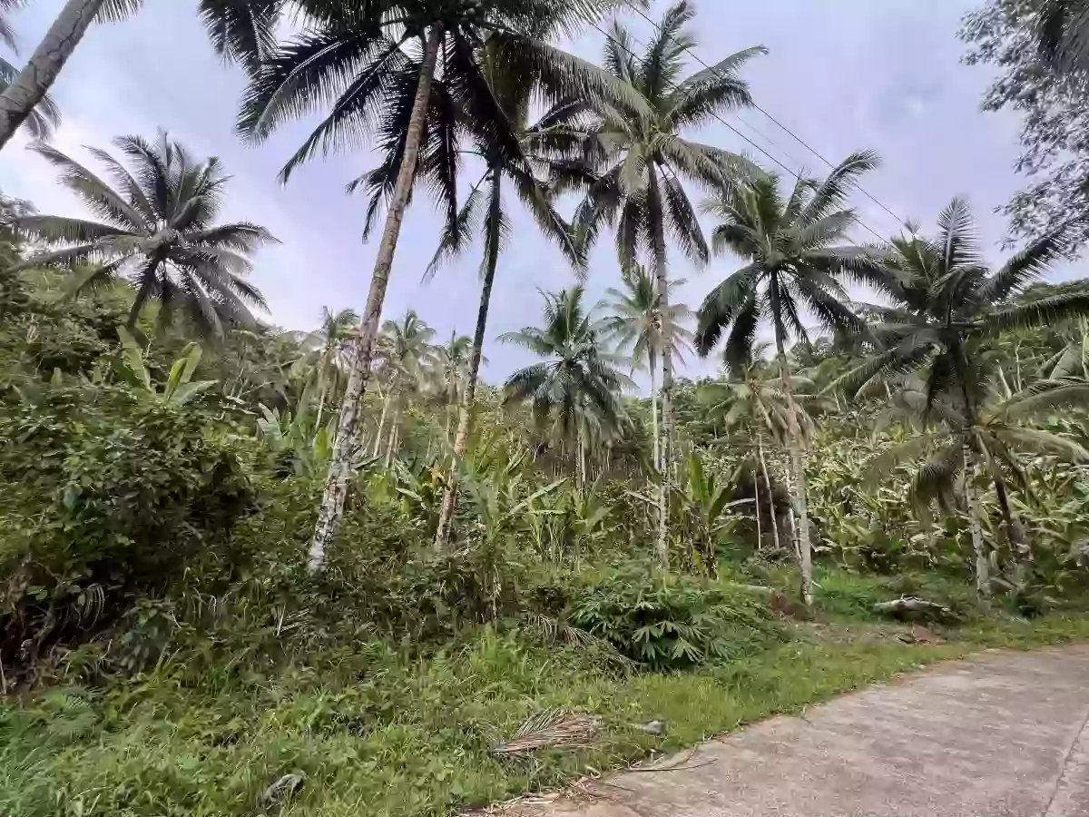 Agricultural Lot for Sale in Bangayan, Kitcharao — Investor Pick — Agricultural Lot in Kitcharao, Agusan del Norte, 8609 — Photo 3