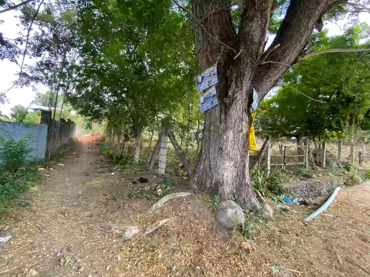 For Sale: Agricultural Lot in Masaplod Sur, Dauin — 3185 sqm — Agricultural Lot in Dauin, Negros Oriental, 6217 — Photo 5