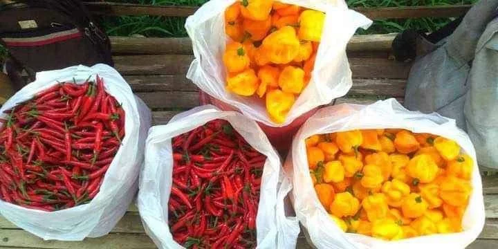 Agricultural Lot for Sale in Calabnugan, Sibulan — 2595 sqm — Agricultural Lot in Sibulan, Negros Oriental, 6201 — Photo 4