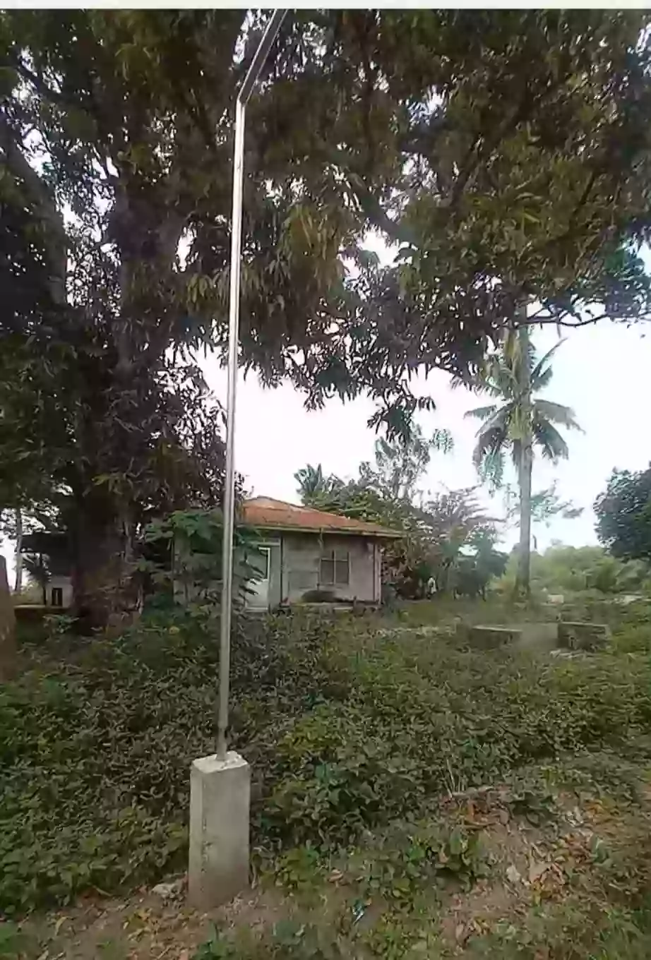 For Sale: 30000 sqm Agricultural Lot in Sinawal, General Santos City with Falcata Trees — Agricultural Lot in General Santos City, South Cotabato, 9500 — Photo 6