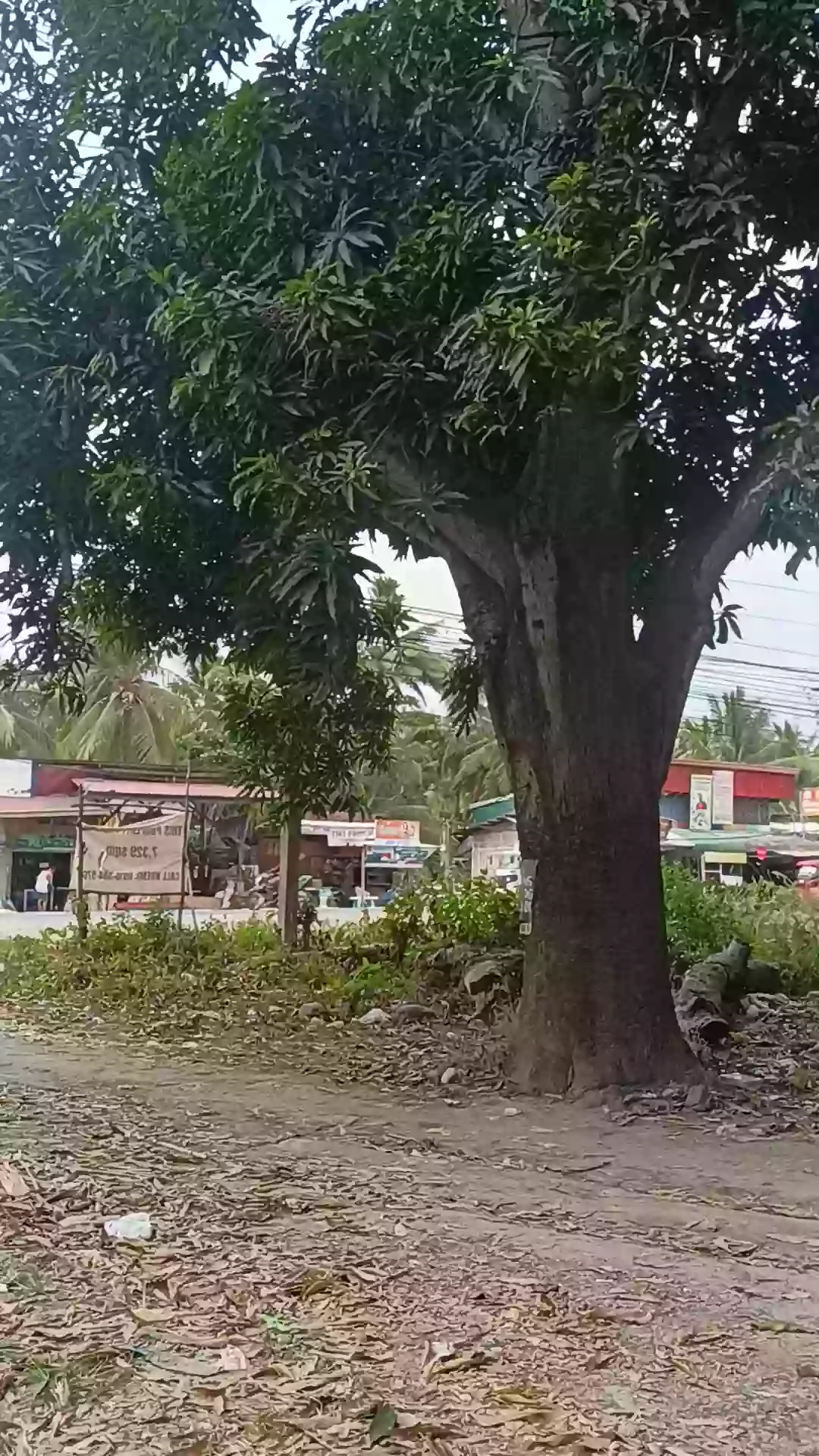 For Sale Commercial Lot in Matiao, Mati City — 7,329 sqm — Commercial Lot in Matiao, Mati, Davao Oriental — Photo 4