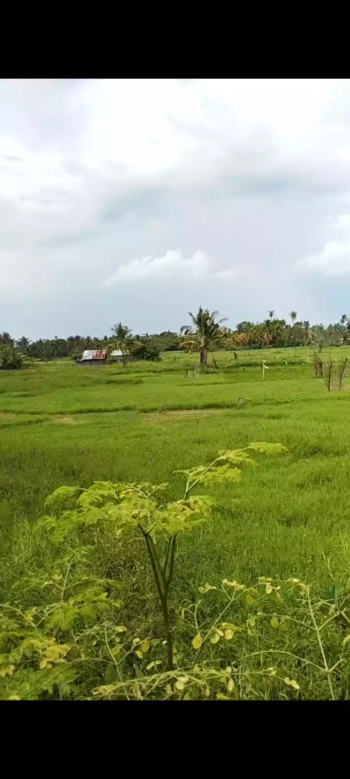 Clean Title — Commercial Lot in Banilad, Bacung, Negros Oriental — Photo 3
