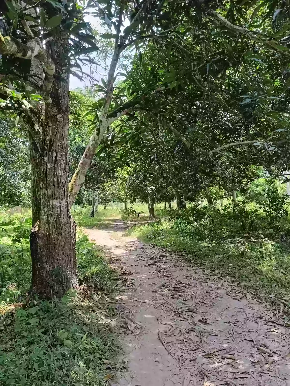 For Sale: Agricultural Lot in Tuatua, Matiao, Mati City — 60,316 sqm