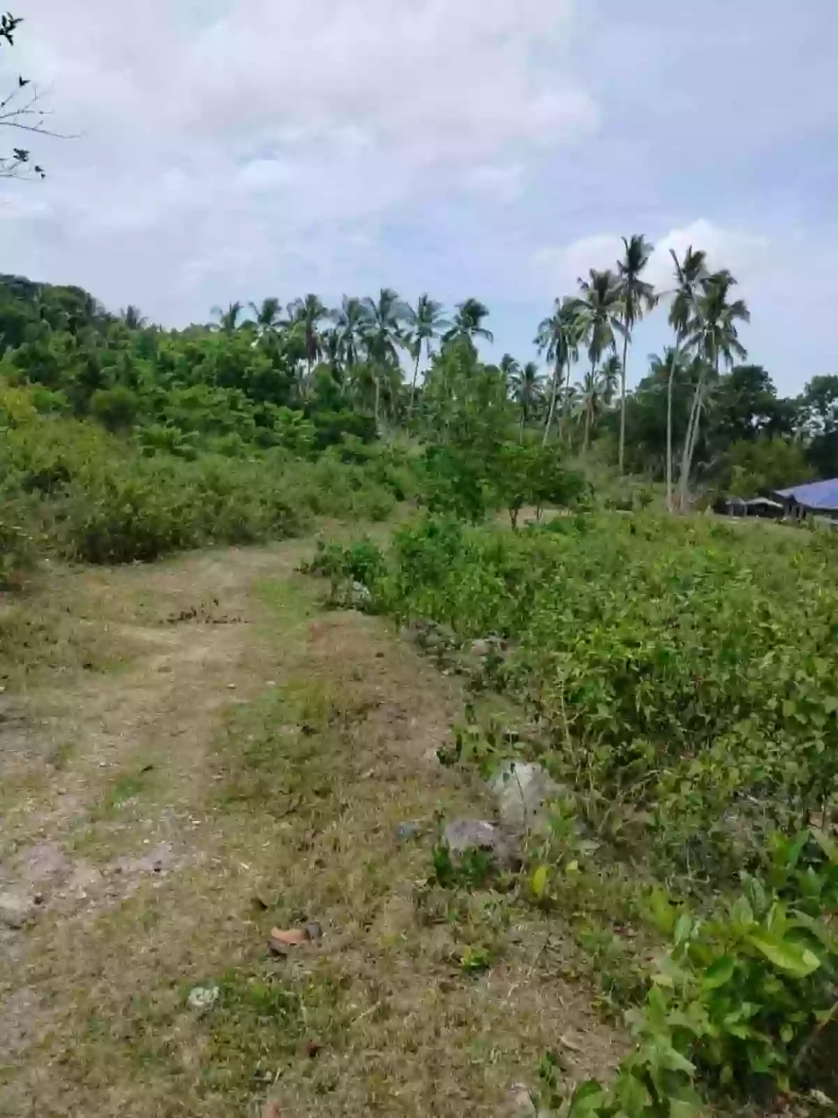 For Sale Agricultural Lot in Panubtuban, Dauin — 1755 sqm — Agricultural Lot in Panubtuban, Dauin, Negros Oriental — Photo 2