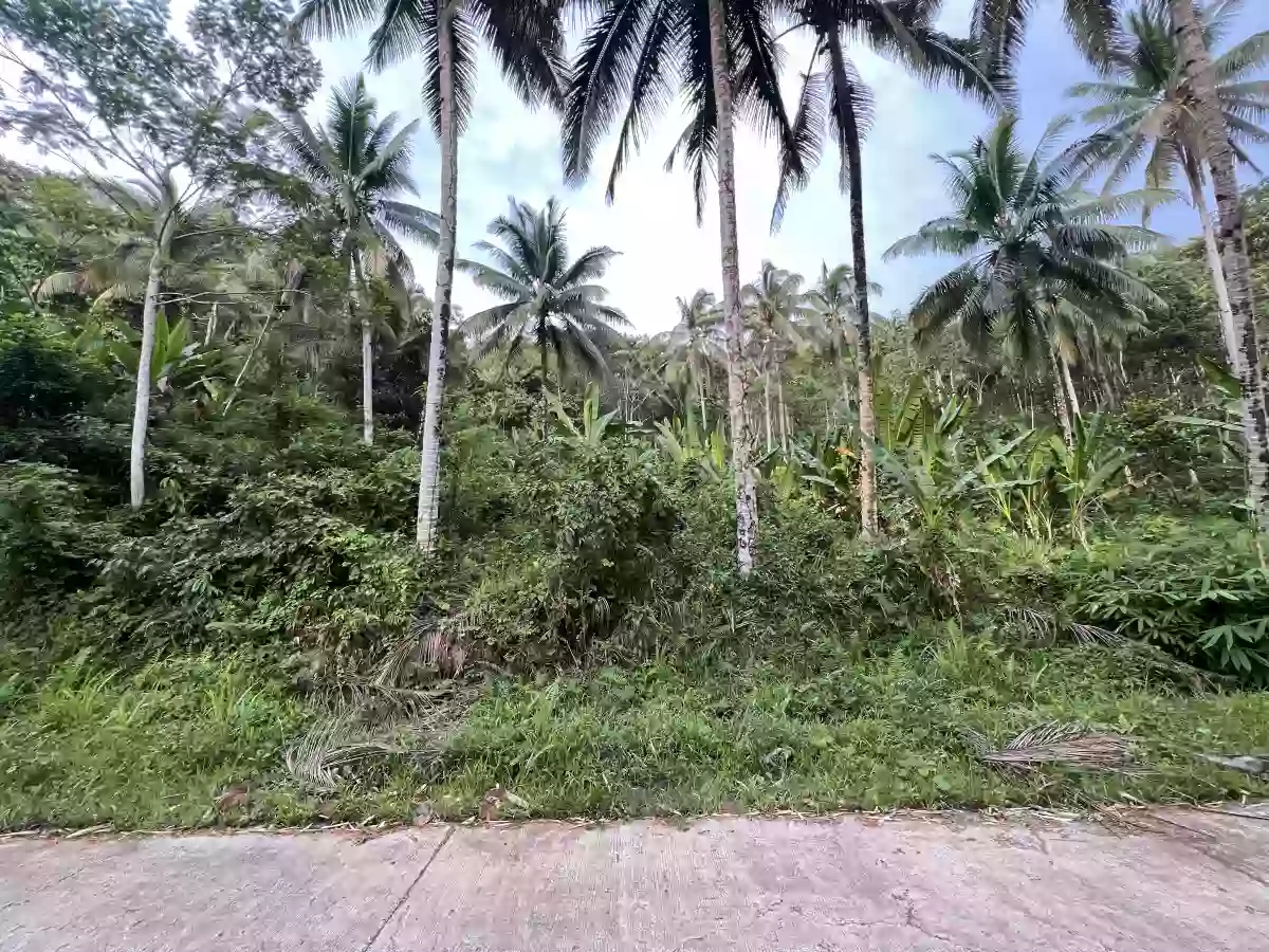 Agricultural Lot for Sale in Bangayan, Kitcharao — Investor Pick — Agricultural Lot in Kitcharao, Agusan del Norte, 8609 — Photo 5