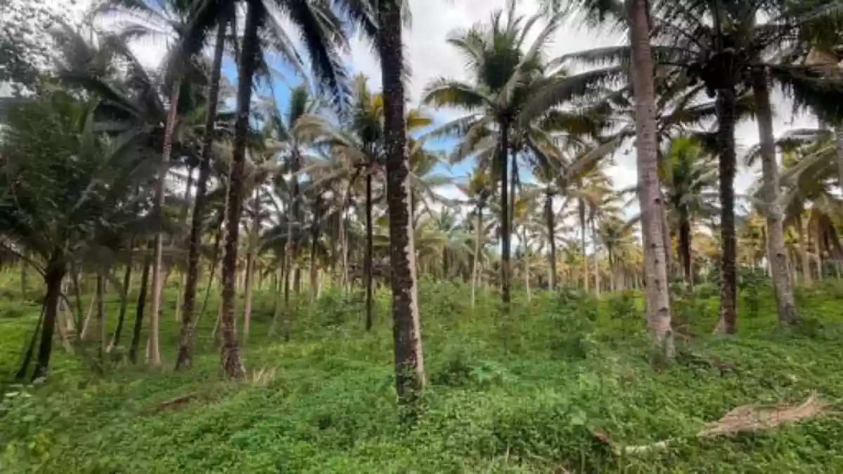 Rush Sale: 107104 sqm Agricultural Lot in Burgos, Aloran