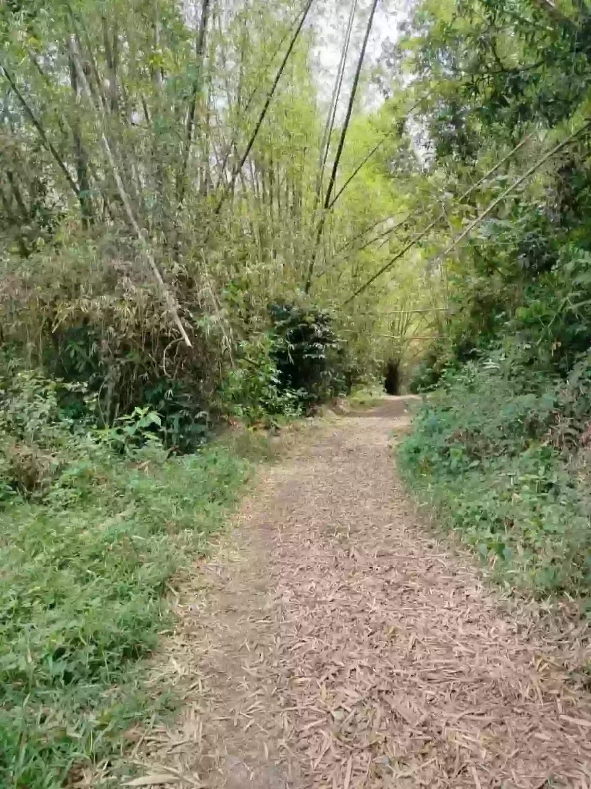 For Sale Agricultural Lot in Panubtuban, Dauin — 1780 sqm — Agricultural Lot in Panubtuban, Dauin, Negros Oriental — Photo 3