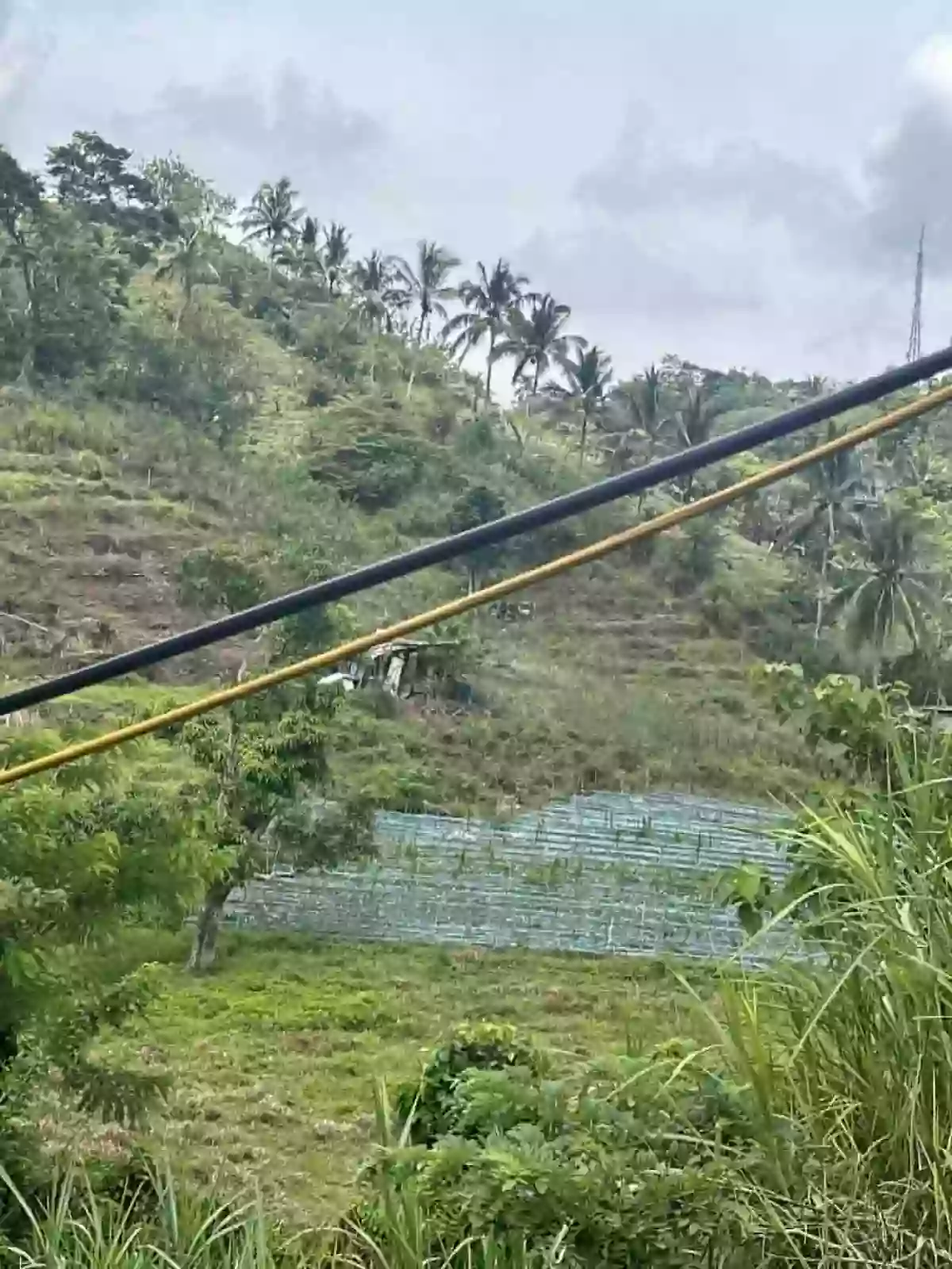 Babag Agricultural Lot for Sale in Cebu City — Investment Land — Agricultural Lot in babag Cebu City, Babag, Cebu City — Photo 4