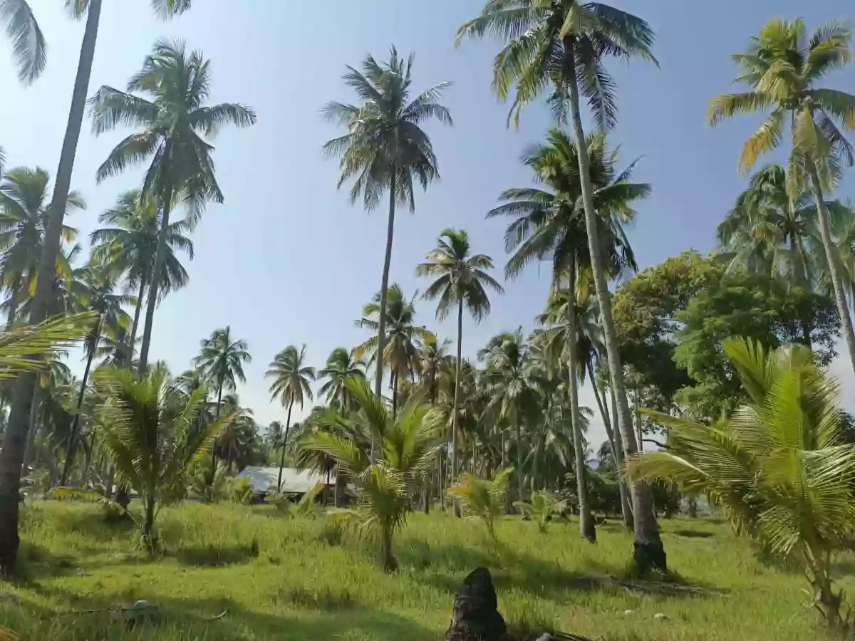 Open photo 15 of 18 — For Sale: Beach Lot in Aramaywan, Quezon, Palawan — 29955 sqm