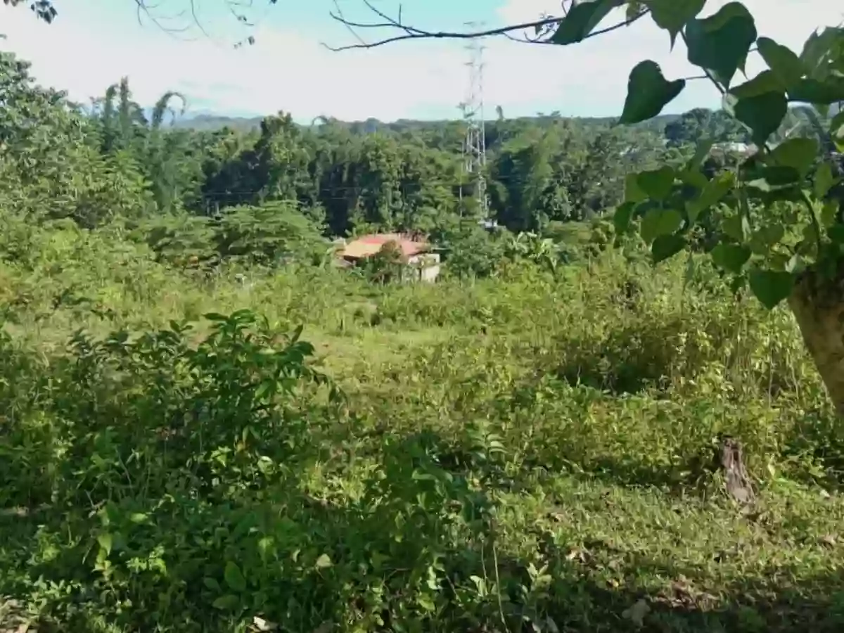 For Sale: Agricultural Lot in Casisang, Malaybalay — 1099 sqm — Agricultural Lot in Malaybalay, Bukidnon, 8700 — Photo 6