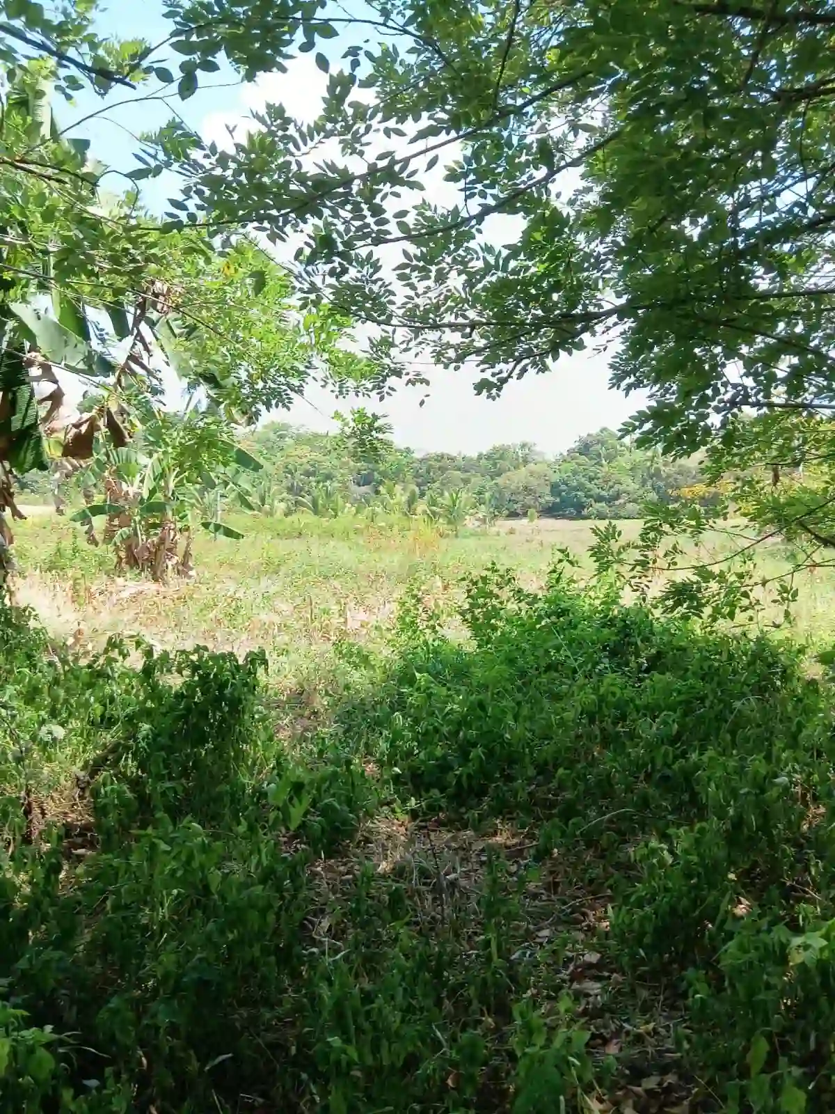For Sale: Residential Lot in Consuelo, Magsaysay — 711 sqm — Residential Lot in Magsaysay, Misamis Oriental, 9015 — Photo 2